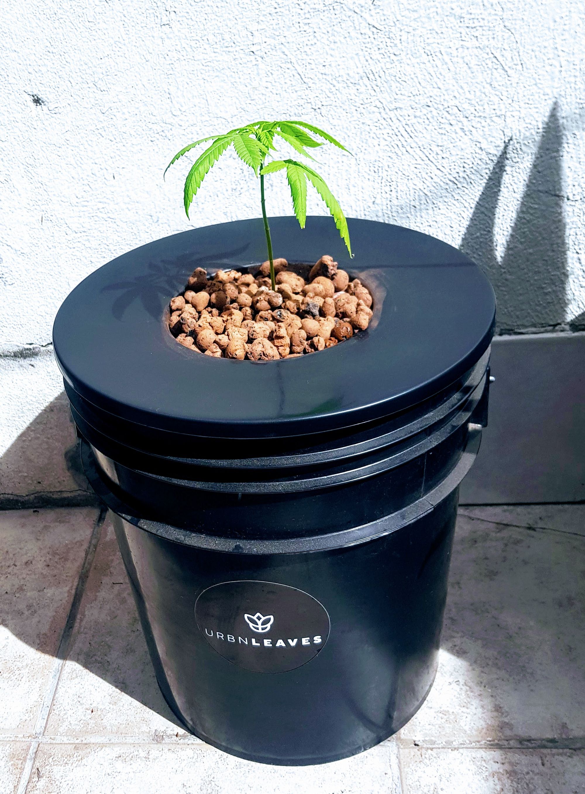 dutch bucket marihuana cannabis