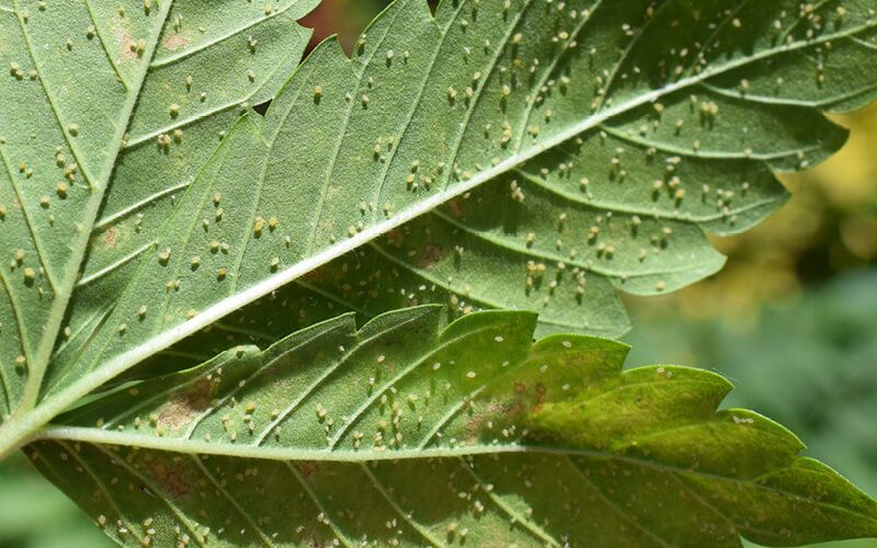 Planta de marihuana con plaga de áfidos