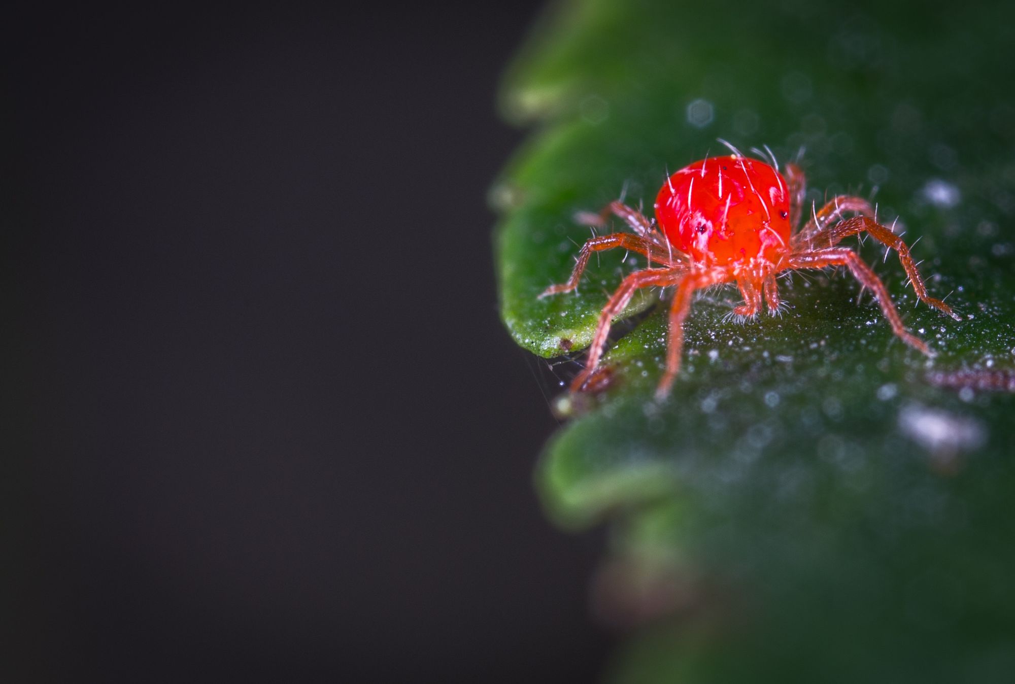 araña roja