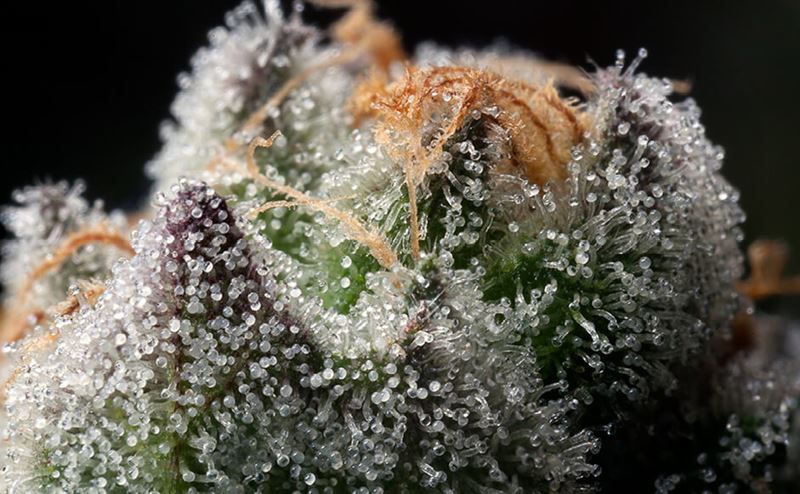 Tricomas en planta de cannabis