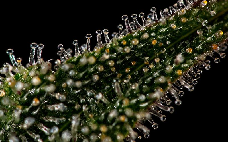 Tricomas de marihuana transparentes ambar