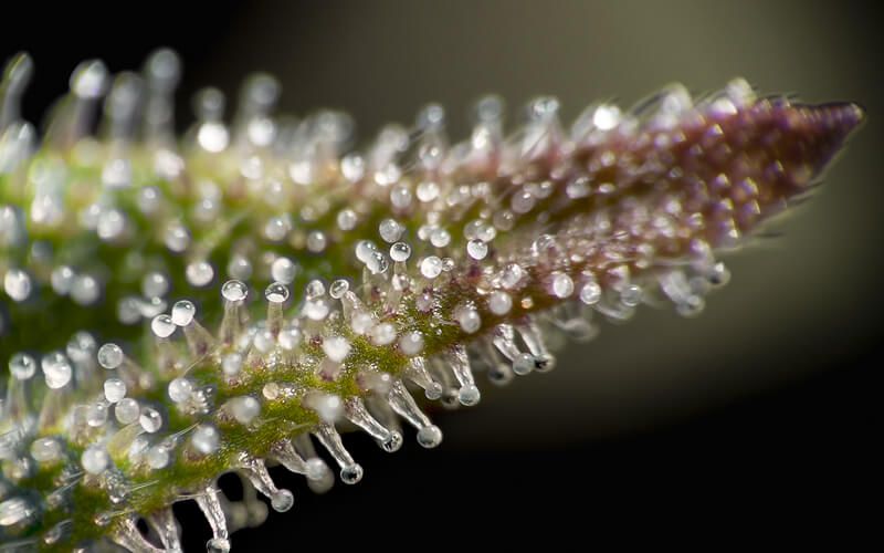 Tricomas de marihuana lista para cosechar